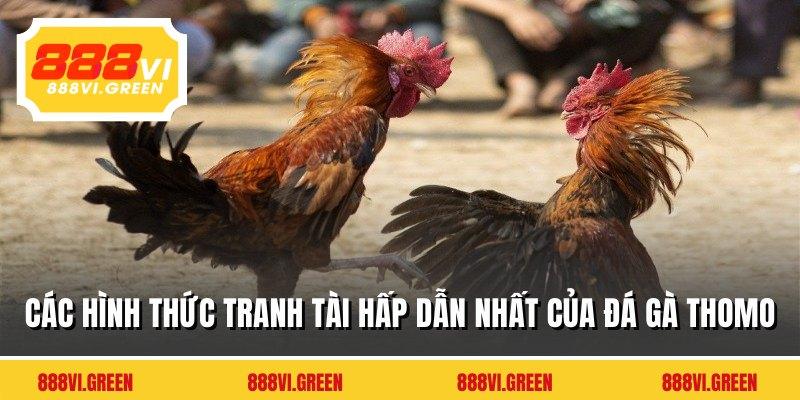 Các hình thức tranh tài hấp dẫn nhất của đá gà Thomo